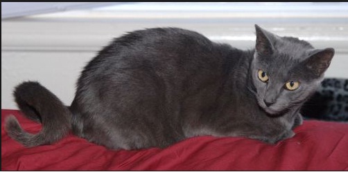 American Ringtail Cat - Cats of the world