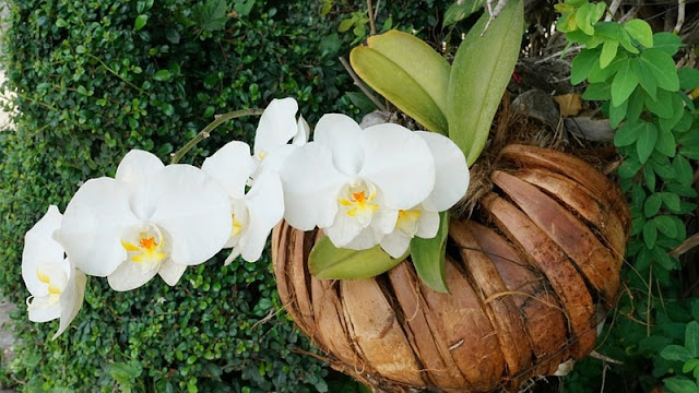 15 Rekomendasi Tanaman Hias Gantung Terbaik Untuk Mempercantik Rumah