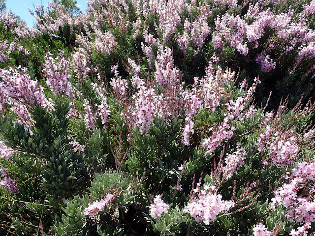 Limoniastrum monopetalum Limoniastrum monopetalum