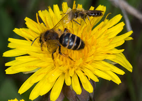 Solitary bees, Andrena species, on a Dandelion, Taraxacum officinale.   Nashenden Down Nature Reserve, 14 April 2012.