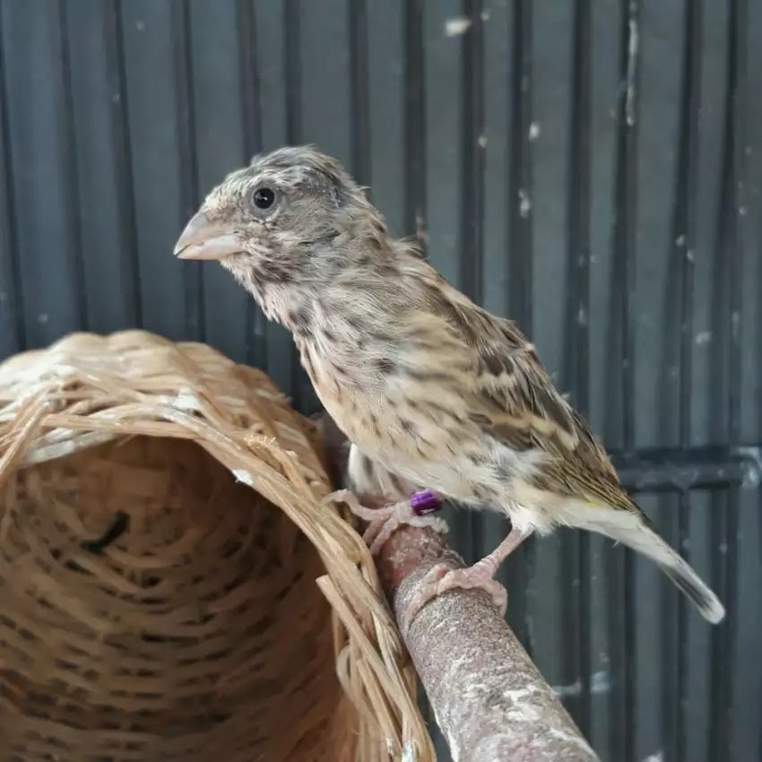 Cara Mudah Menjodohkan Blackthroat Dengan Sangkar Gantung