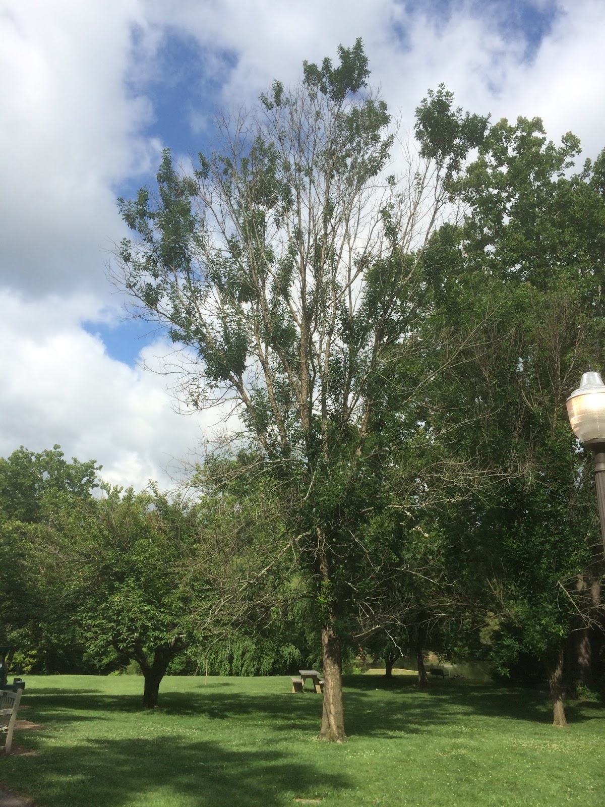 Virginia Water Radio Episode 376 (71017) Ominous Times for Ash Trees