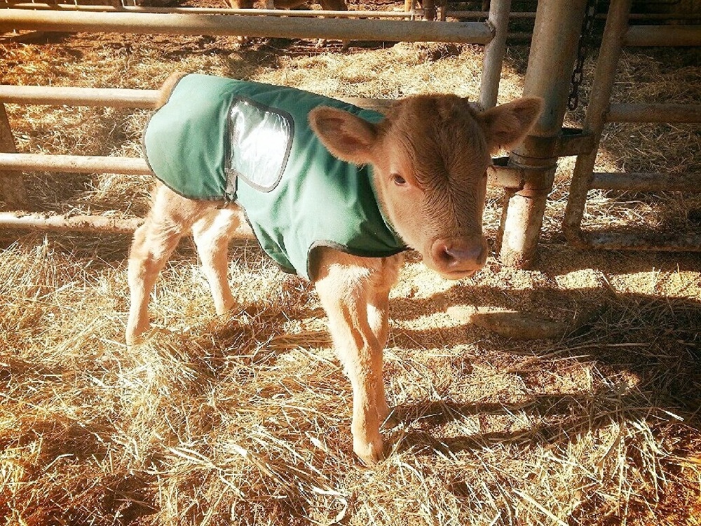 %25EC%2586%25A1%25EC%2595%2584%25EC%25A7