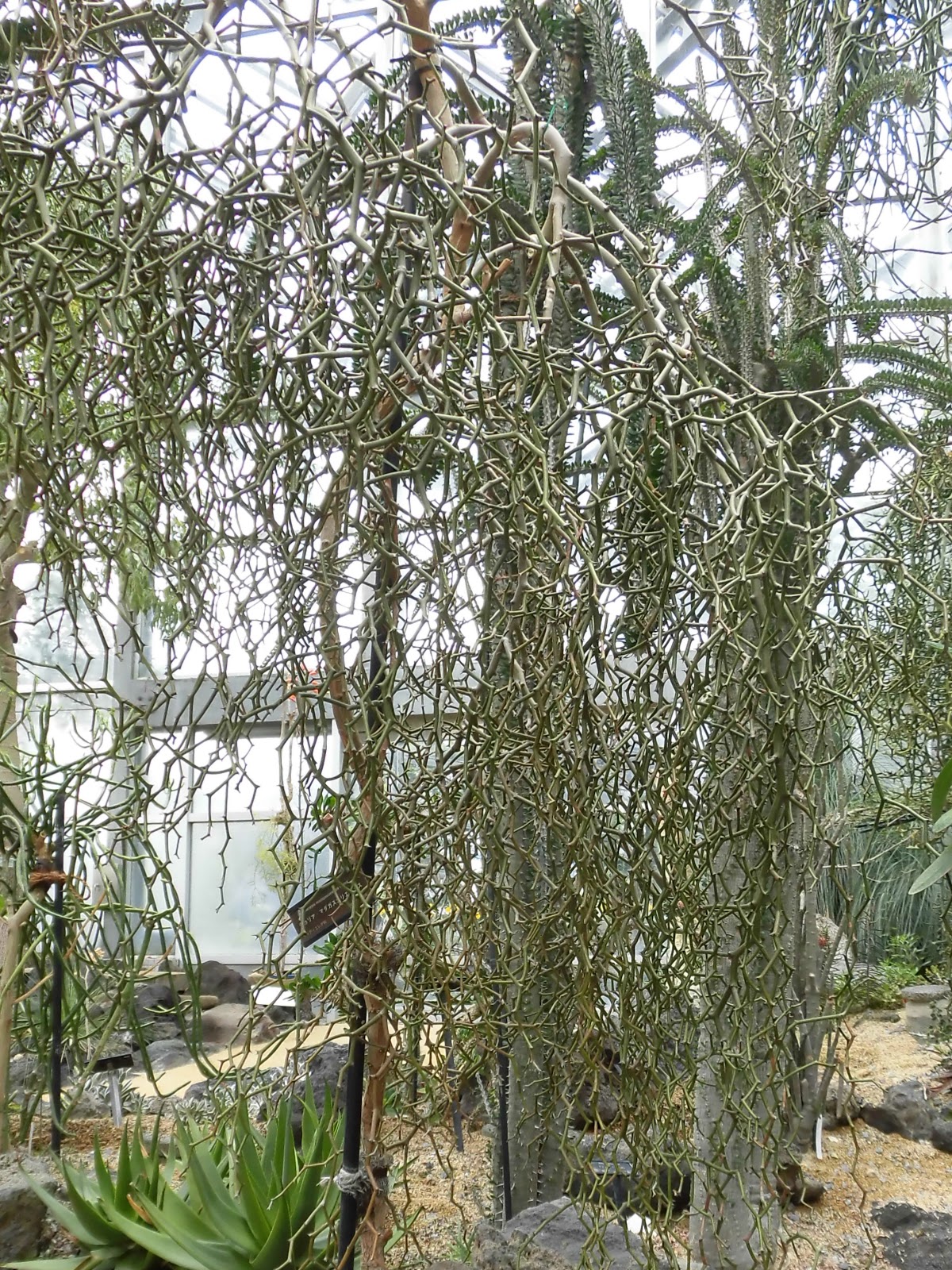 デカリア・マダガスカリエンシス ジグザグの木