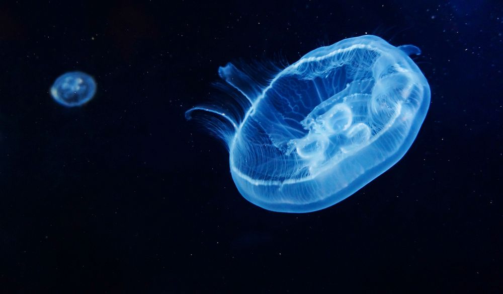 Moon Jellyfish facts, habitat, size and sting of Saucer jellyfish