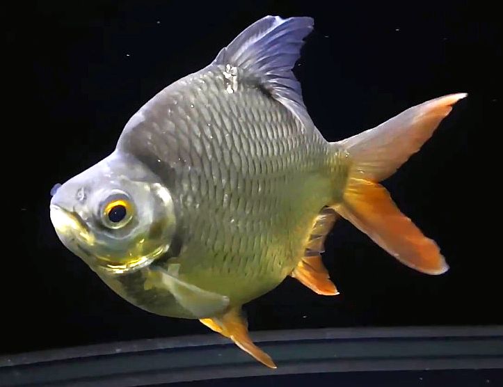 Featured image of post How to Make Tin Foil Fish