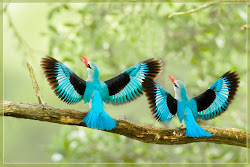 birds wallpapers wings woodland kingfisher bird flying parrots spread colorful tropical exotic parrot pretty animals nature worlds pigeons nice ksm