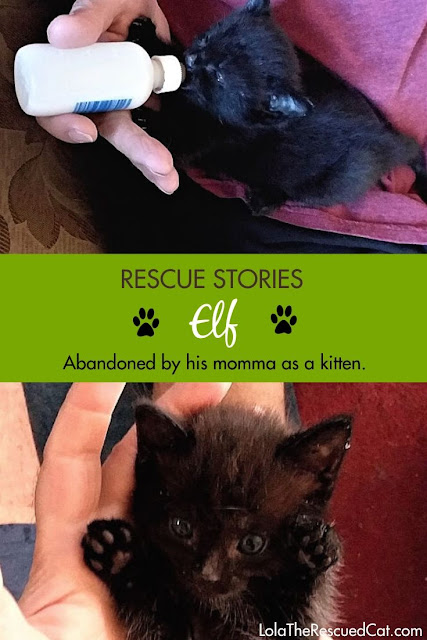 Cat Rescue Stories