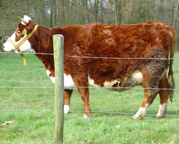 Blaarkop Cattle