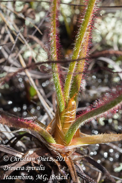tipos-de-plantas-carnívoras-drosera-spiralis