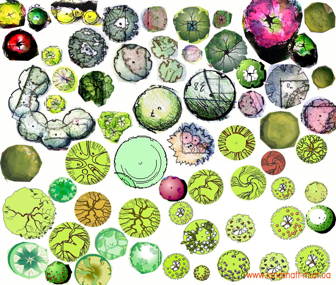 Условные обозначения деревьев и кустарников на плане