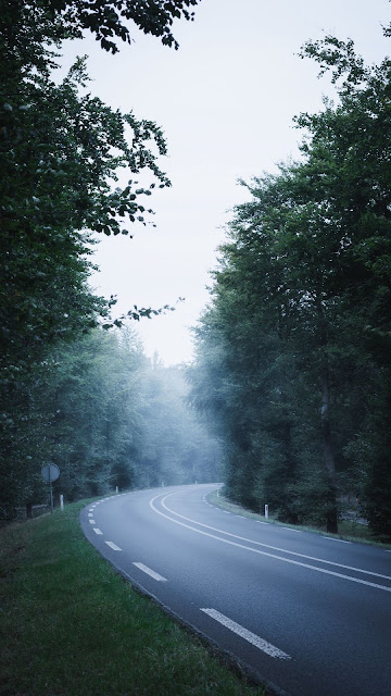 Wallpaper road, forest, grass, trees, fog