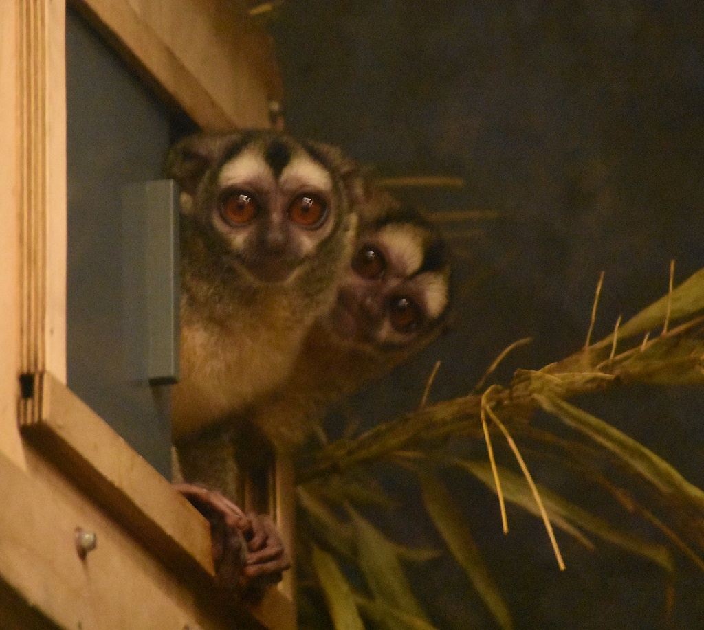 ZOOTOGRAFIANDO (6.100 ANIMALS) MONO DE NOCHE DE MANOS GRISES / GREY