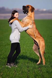 Dogo alemán el más grande de los perros