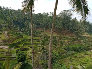 Inilah Foto Pemandangan Sawah Di Bali   