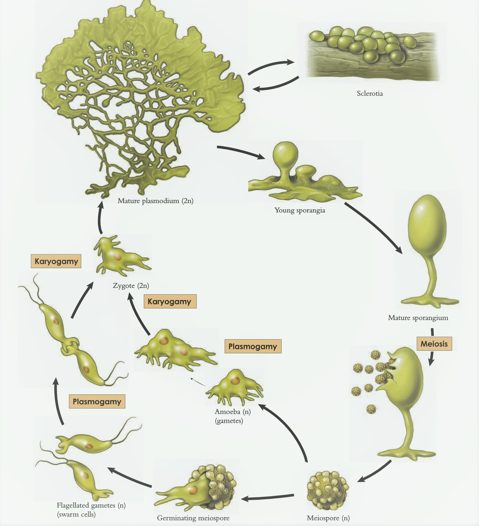 Slime Molds Introduction Occurrence Economic importance Somatic Phase