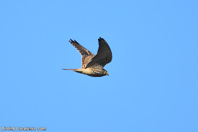 Xoriguer comú (Falco tinnunculus)