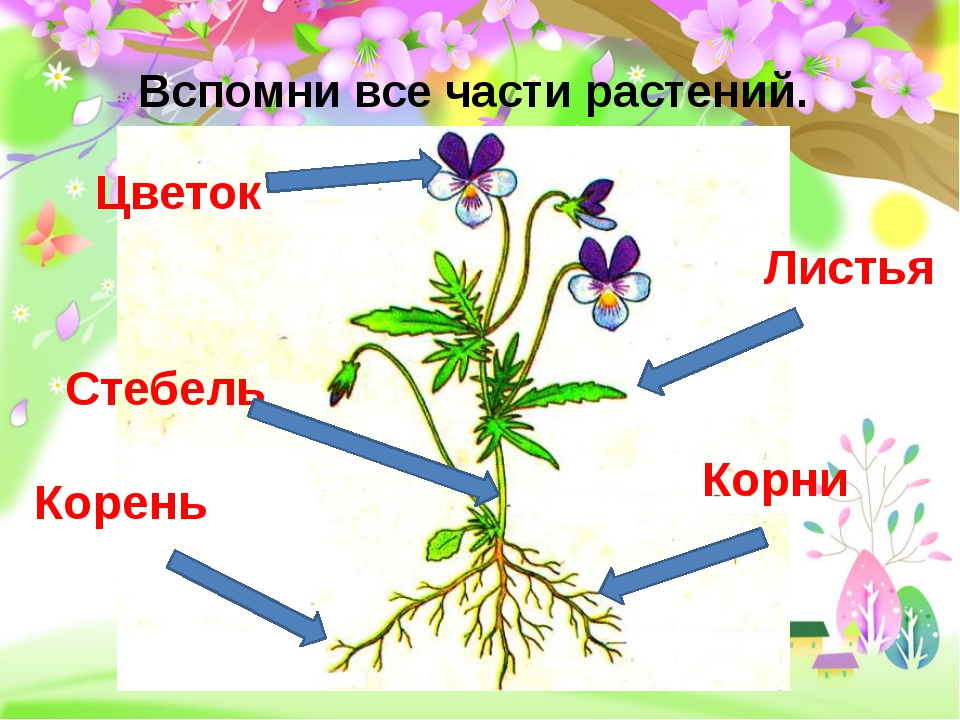 Из каких частей состоит со. Части комнатного растения. Строение растения для детей. Строение комнатного растения. Части цветочного растения.
