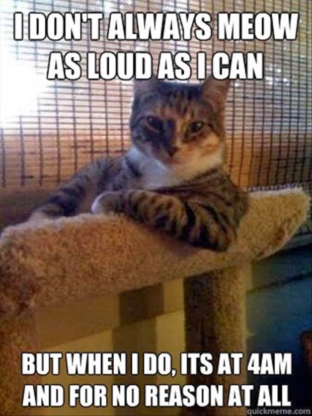 i-dont-always-meow-cat-pictures