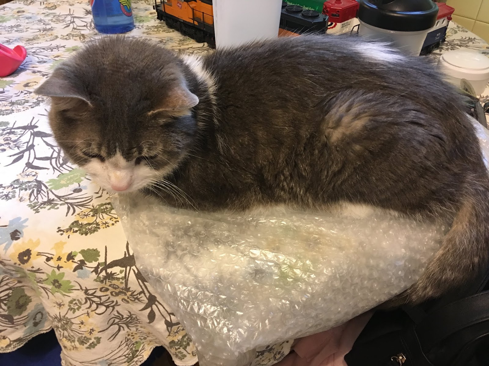 It's all about the cats! Bubble wrap makes a good cat bed