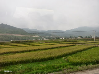 Rice in Dali, Yunnan, China Rice in Dali, Yunnan, China
