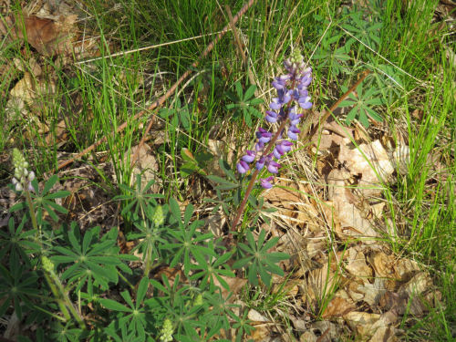 lupine