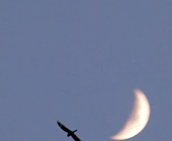 nighthawk birding night everything