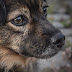 Buscan crear conciencia con el Día Internacional del Perro Callejero