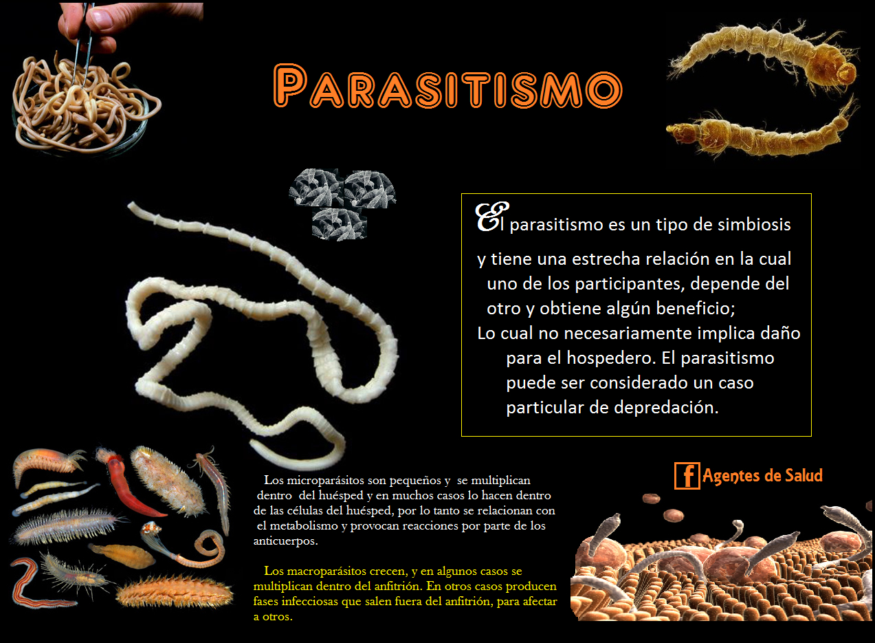 Intestinal parasites healthnwell Exemplo De Parasitismo Envolvendo O Ser Humano