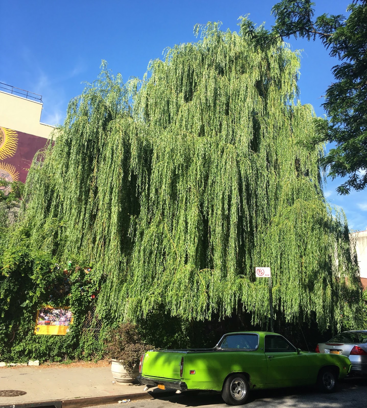 EV Grieve A wake for the last willow trees at La Plaza Cultural