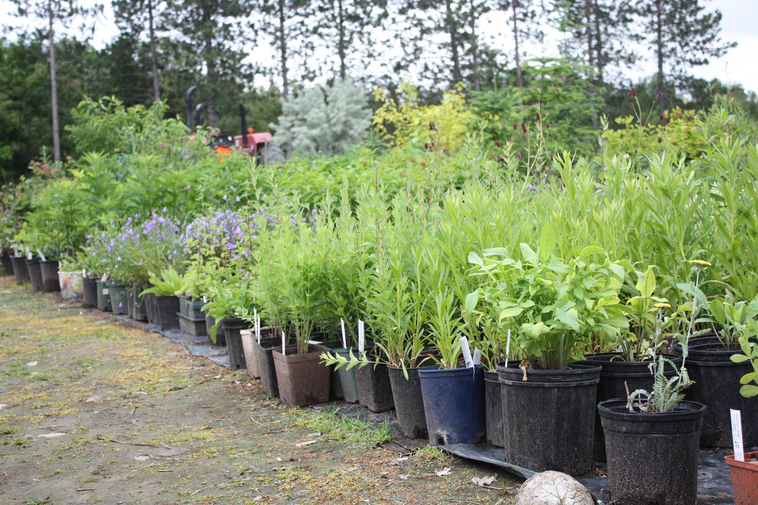 Anna's Perennials Plants for sale