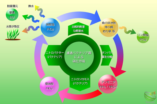 硝化作用