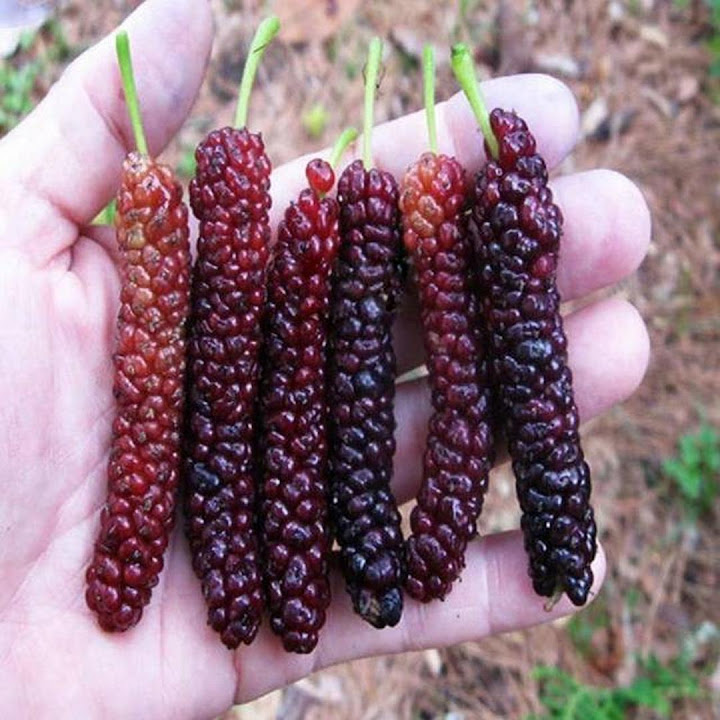 bibit long murbei benih pohon tanaman buah okulasi super bisa untuk tabulampot taman Papua Barat