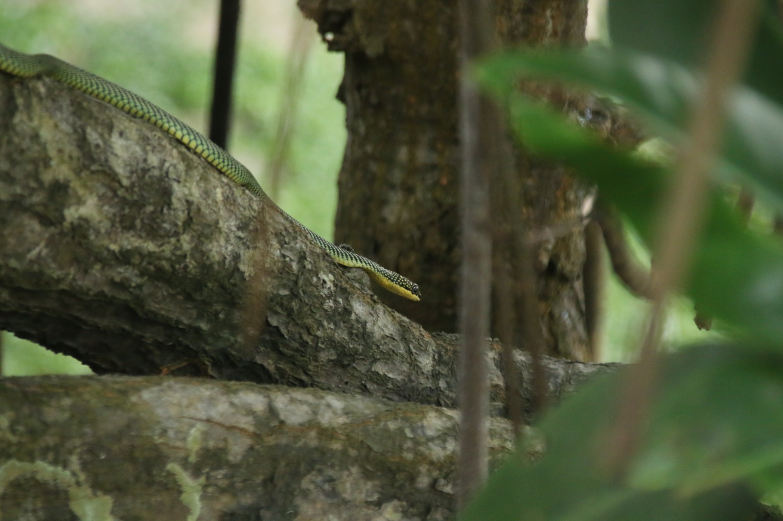 Adventures with the Naked Hermit Crabs