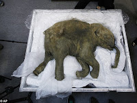 Lyuba Bebe Mamut Congelado Descubierto En Siberia En 2007