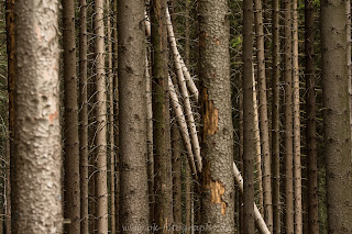 Nikon Naturfotografie Arnsberger Wald