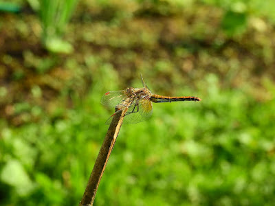 dragonfly on twig