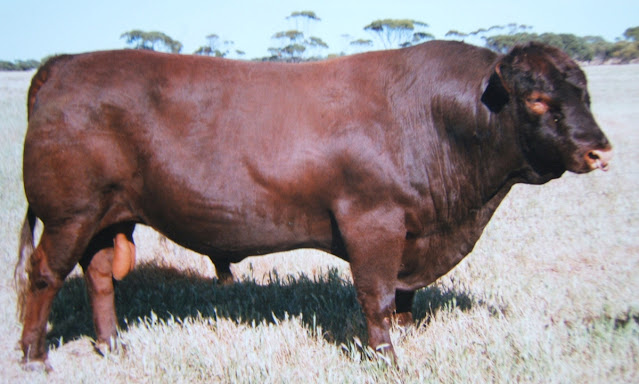 Touro red poll raça oriunda da Inglaterra