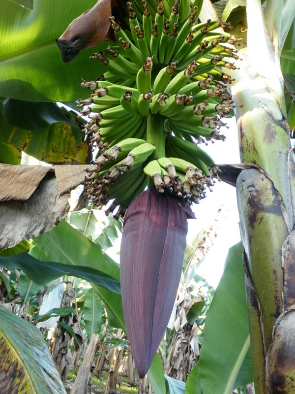HEALTH BENEFITS OF BANANA FLOWER