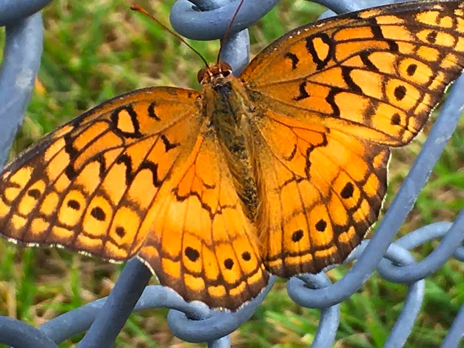 Restless native Colorado butterflies inhabit local gardens