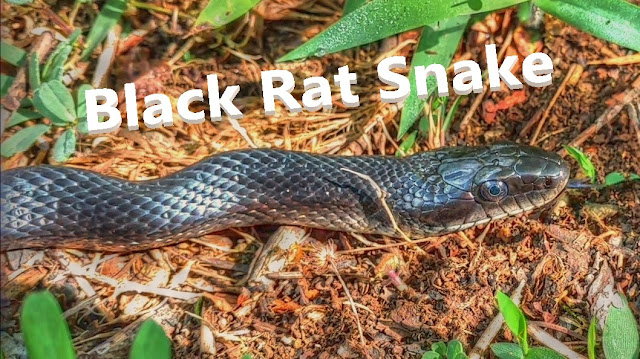 Black Rat Snake - Up Close and Personal