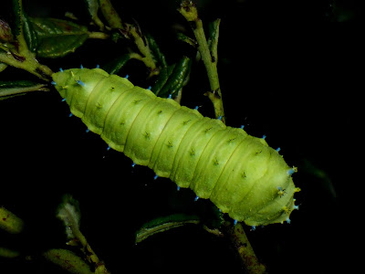 Rhodinia fugax caterpillar Rhodinia fugax caterpillar