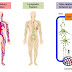 The Lymphatic System explained in details