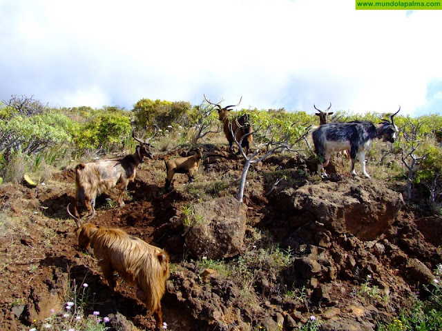 Medio Ambiente autoriza el pastoreo en un cortafuegos de Garafía para mejorar la defensa contra los incendios forestales
