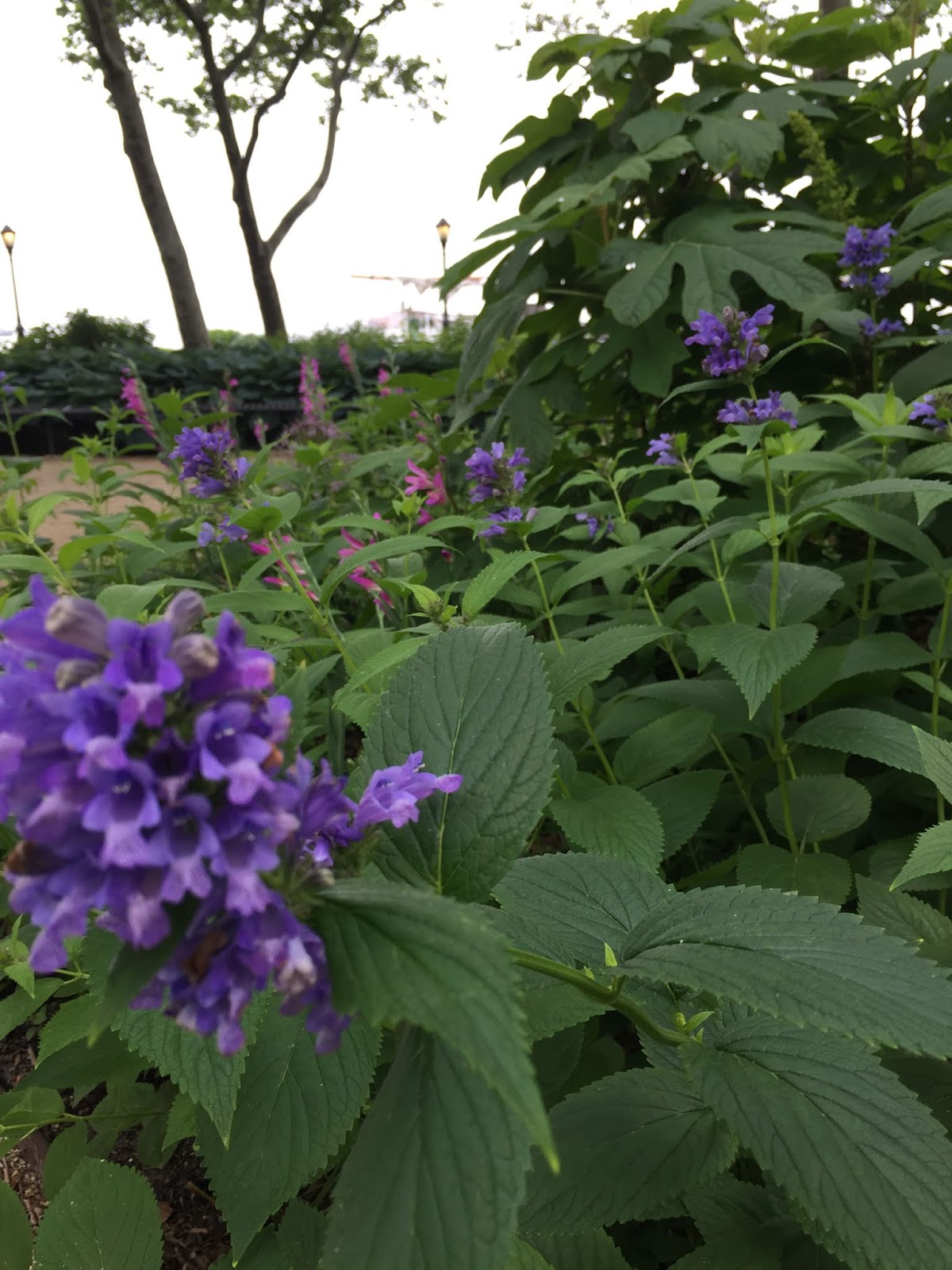 Hydrangea Macrophylla White Stock Photos Hydrangea Macrophylla