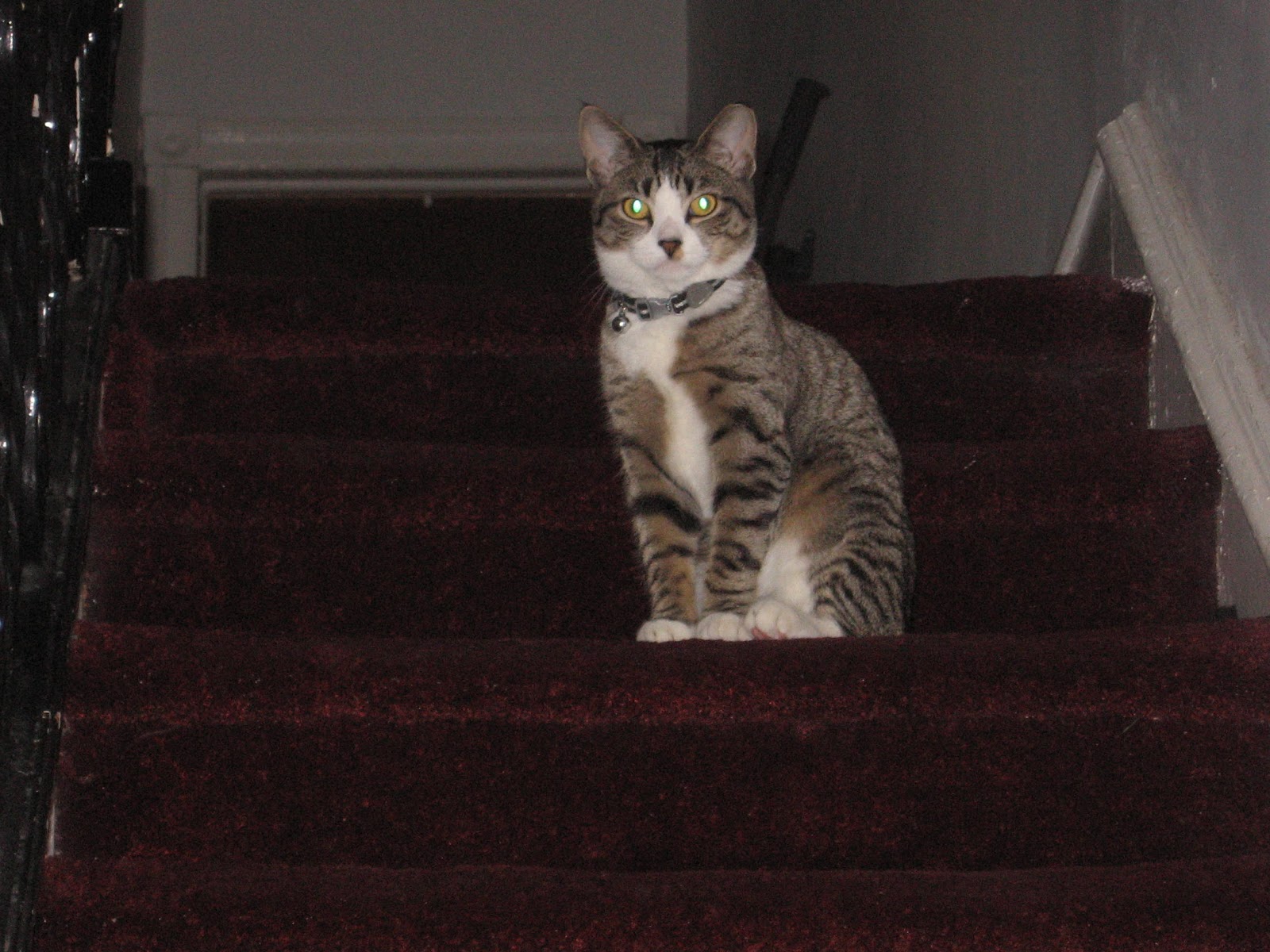 Paul Davis On Crime A Little Humor A Cat In Heaven