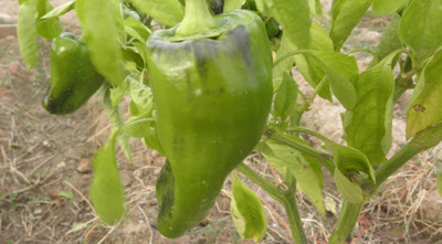 Como podar los pimientos