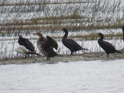 Colusa National Wildlife Refuge California birding hotspot