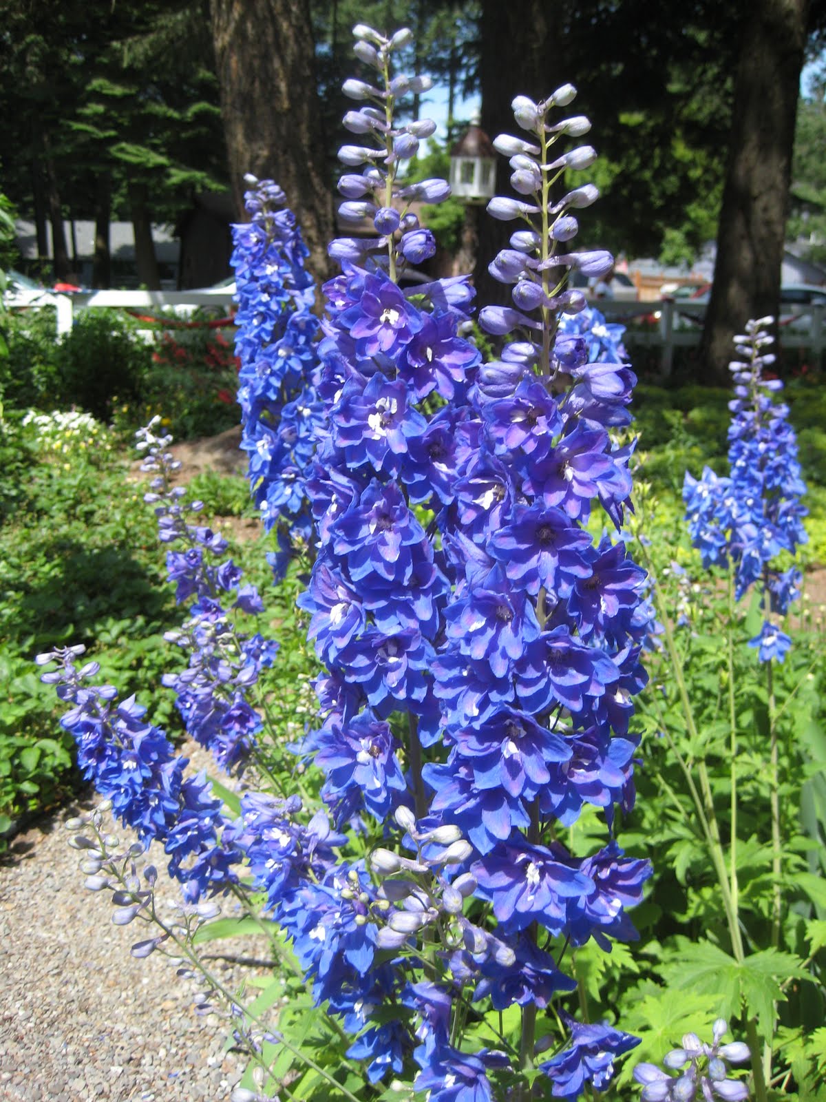 Susan's In the Garden: Perennials - Delphiniums