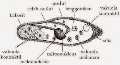 protozoa